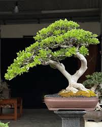 Image result for Celtis sinensis
