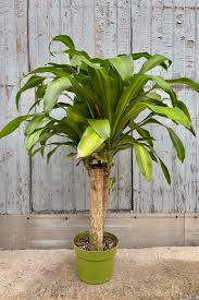 Image result for Dracaena fragrans