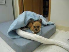 Maybe you would like to learn more about one of these? Community Pet Hospital Commpethosp Profile Pinterest