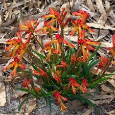 Image result for Anigozanthos