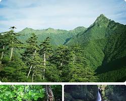 石鎚山 夏 深緑の画像