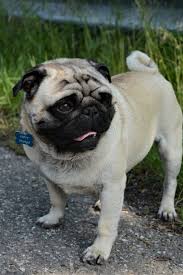 Portrait Of Pug With Black Face Pugs Funny Cute Pugs Pugs