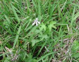 Image result for Pelargonium alchemilloides