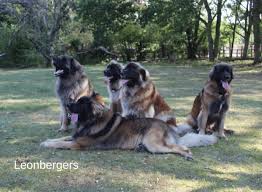 Leonbergers need quite a lot of exercise. Best Dog Insurance For Leonbergers How You Can Save Money