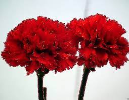 Pin On Beautiful Animated Graphics Flowers