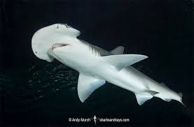 Sharks: Facts About The Ocean'S Apex Predators | Live Science