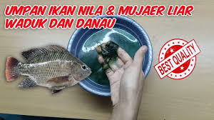 Pasalnya, para pembudidaya bisa mengharapkan untung dar budidaya pembesaran ikan nila ini. Umpan Mancing Ikan Mujair Liar Pelet Umpan Mancing Spesial Ikan Nila Mujaer Bp 9 Shopee Indonesia Jevt Online