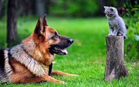 German shepherds and cats are not supposed to be the best combination, that is if we're talking about how nature works. Do German Shepherds Get Along With Cats The German Shepherder