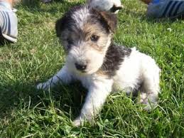 It requires consistent training and may challenge authority on occasion. Cute Wire Fox Terrier Puppy Wire Fox Terrier Fox Terrier Fox Terrier Puppy