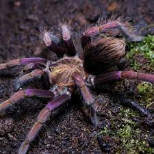 Видео purple bloom tarantula molting канала serpent_lithuania. Pamphobeteus Insignis Colombia Purple Bloom Tarantula For Sale Happyforest