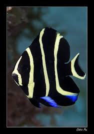 Black And Yellow Fish Saltwater No Eyes Beautiful Sea Creatures Sea Fish Ocean Creatures