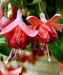 Risultati immagini per Naturaleza perfecta. Fuchsia.