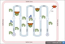 Image result for Tricliceras longepedunculatum