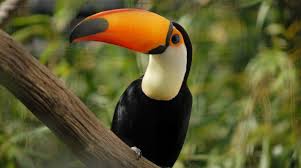 Check spelling or type a new query. The 10 Most Expensive Types Of Birds In The World