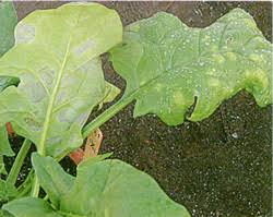 ホウレンソウの病害虫対策 ブログ E 種や 国内最大級の野菜種 花種 苗 農業資材の販売店