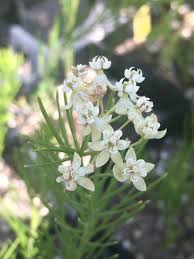 Image result for Asclepias graminifolia