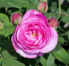 Rosa Louise Odier Monaco Nature Encyclopedia