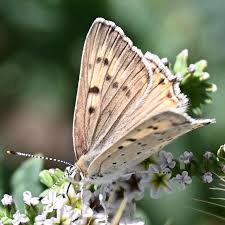 Image result for Loxodera bovonei