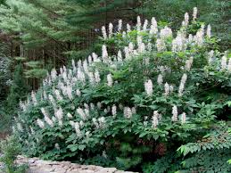 Image result for Aesculus