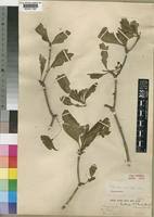 Image result for Pavetta crassipes