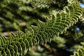 We did not find results for: Fibonacci In Pine Cone And Monkey Puzzle Tree Completegarden S Weblog