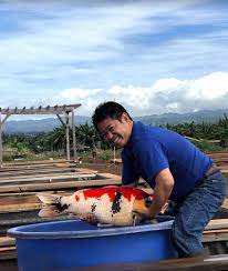 What makes a koi expensive? Kodama Koi Farm Beautiful Japanese Koi Fish For Sale Auction