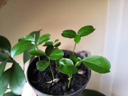 Transplant the healthiest sprouts into larger pots filled with citrus formula potting soil and place them where they get direct sun. Starting My First Bonsai From Seed Orange Tree Any Advice Bonsai