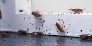 We did not find results for: Des Blattes A La Maison Decouvrez Nos Astuces Pour Vous En Debarrasser