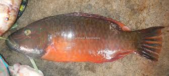 Image result for Oxyrhachis gracillima