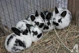 Rabbit, hand writing,black and white. New Zealand Meat Rabbit Ready Now 10 Eagle Point Meat Rabbits New Zealand Rabbits Pet Bunny