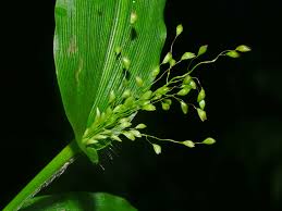 Image result for Panicum novemnerve