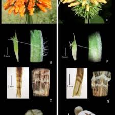 Image result for Leonotis myrothamnifolia