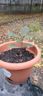 Oak seedling winter care | Michigan Sportsman Forum