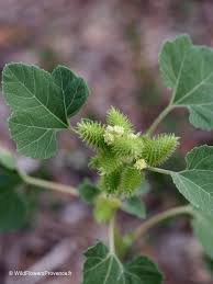 Image result for Xanthium