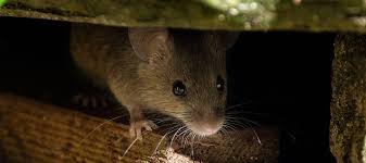 Maybe you would like to learn more about one of these? Rat And Mice Problems In October And How To Prevent Their Entry