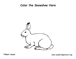 The arctic tundra is located within the arctic circle, near the north pole. Hare Snowshoe Coloring Page