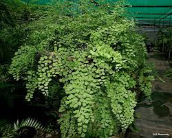 Image result for Adiantum schweinfurthii