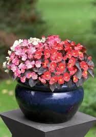 Image result for begonia semperflorens