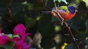 The male painted bunting is often described as the most beautiful bird in north america. Four Painted Buntings Rescued From Poaching Suspects