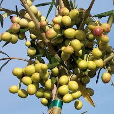Pin By Ann Marie Mangiro Winters On Olives Olive Extra Virgin Olive Oil Olive Tree