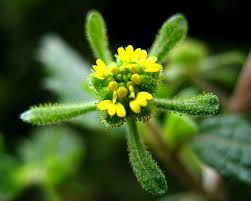 Image result for Sigesbeckia