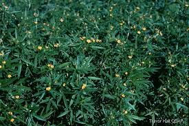 Image result for Stylosanthes