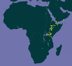 Image result for Acokanthera laevigata