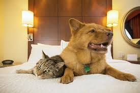 Jouw Hond Welkom Bij Deze Hotels Mag Je Jouw Hond Gewoon Mee