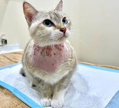 Image result for Feline Miliary Dermatitis