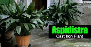 Image result for giant aspidistra