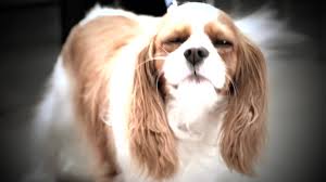 Maybe you would like to learn more about one of these? Isabelle Vets Home Facebook