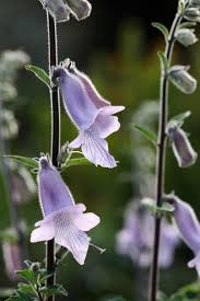 Image result for Ceratotheca triloba