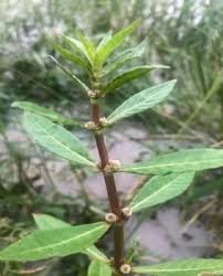 Image result for Bergia