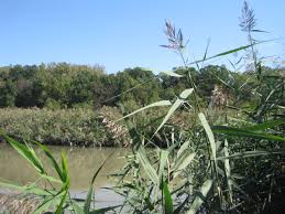 Image result for Phragmites mauritianus